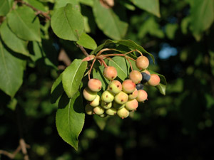 Blackhaw Viburnum fruit